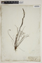 Drosera filiformis Raf., U.S.A., E. Diffenbaugh, F