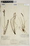 Drosera filiformis Raf., U.S.A., W. M. Canby, F