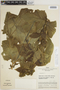 Dracontium peruvianum G. H. Zhu & Croat, Peru, J. Schunke Vigo 1775, F