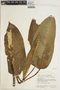 Dieffenbachia seguine (Jacq.) Schott, VENEZUELA, J. A. Steyermark 60796, F