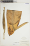 Dieffenbachia seguine (Jacq.) Schott, COLOMBIA, Herb. H. Smith 2764, F