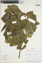 Dracontium polyphyllum L., French Guiana, T. B. Croat 74210, F