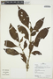 Chomelia apodantha (Standl.) Steyerm., Peru, R. B. Foster 13221, F