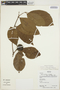 Cordiera pilosa (K. Krause) C. H. Perss. & Delprete, Bolivia, R. B. Foster 12352, F