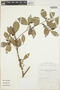 Cordiera triflora A. Rich. ex DC., Bolivia, S. G. Beck 16761, F