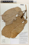 Pterospermum megalocarpum Tardieu, Vietnam, D. D. Soejarto 14049, F