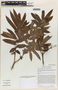 Alfaroa costaricensis subsp. septentrionalis D. E. Stone, Guatemala, D. E. Stone 2210, F