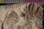 2018 Summer IMLS Ordovician Digitization Project. Receptaculites fossil