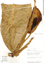 Monstera lechleriana Schott, Peru, R. B. Foster 9657A, F