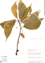 Begonia maynensis A. DC., Peru, R. B. Foster 9668, F