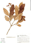Myrcia pubipetala Miq., Brazil, G. G. Hatschbach 46249, F