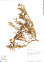 Amaranthus spinosus L., Peru, R. B. Foster 9843, F