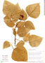Erythrina ulei Harms, Peru, R. B. Foster 9871, F