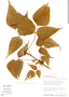Erythrina poeppigiana (Walp.) O. F. Cook, Peru, R. B. Foster 9874, F