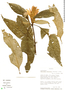 Aphelandra aurantiaca (Scheidw.) Lindl., Peru, R. B. Foster 9710, F