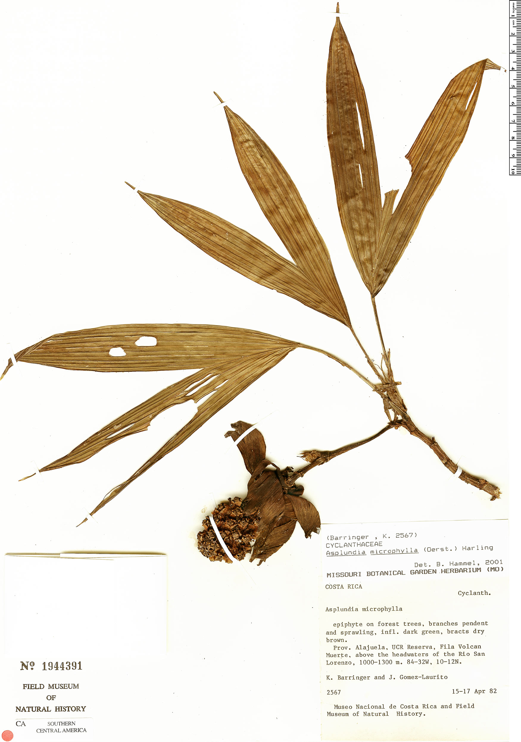 Asplundia microphylla image