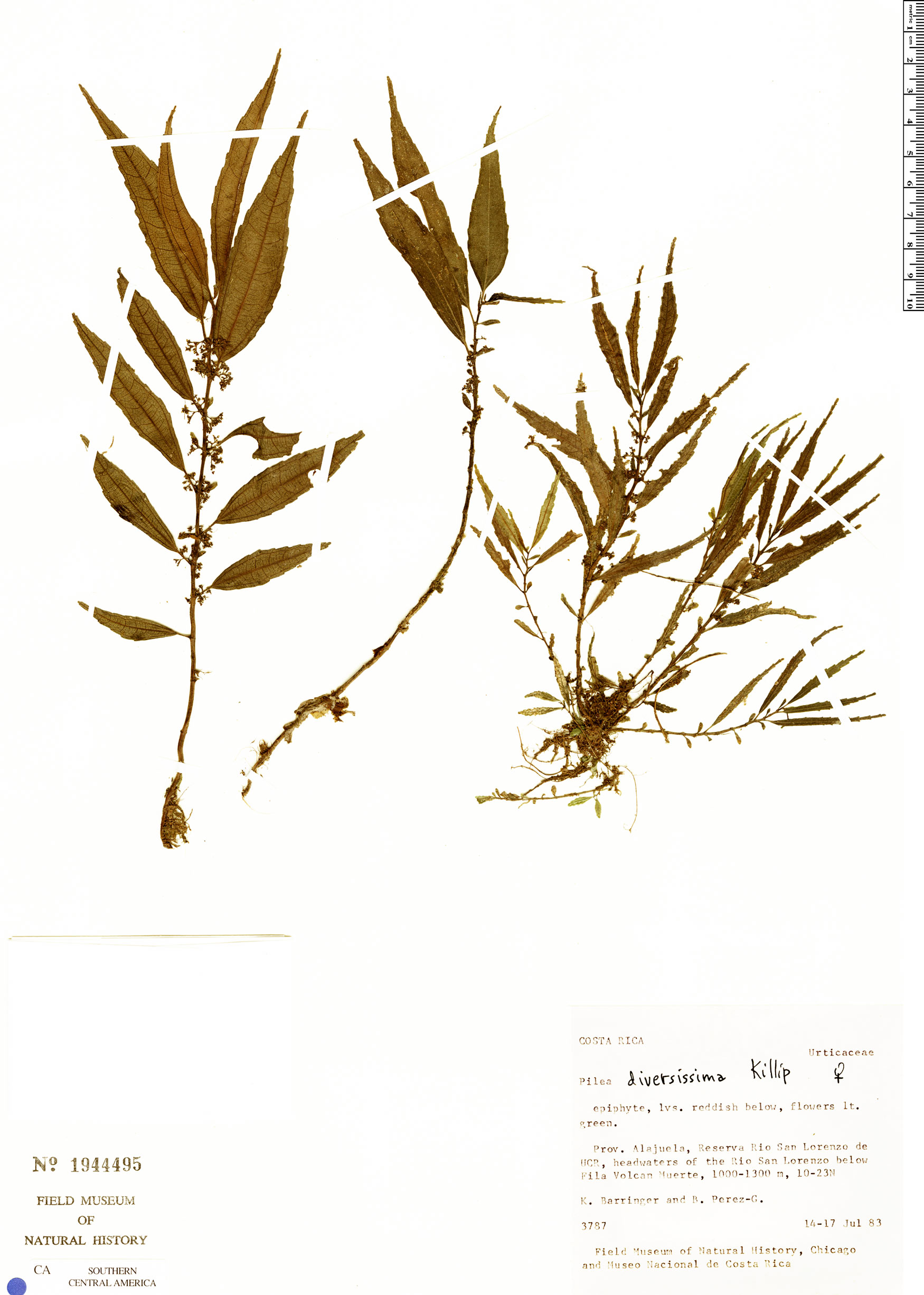 Pilea ecboliophylla image