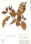 Caryodaphnopsis fosteri van der Werff, Peru, R. B. Foster 9585, Isotype, F