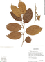 Prunus amplifolia Pilg., Bolivia, B. Boom 5038, F