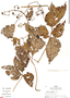Cissus peruviana Lombardi, Peru, R. B. Foster 8321, F