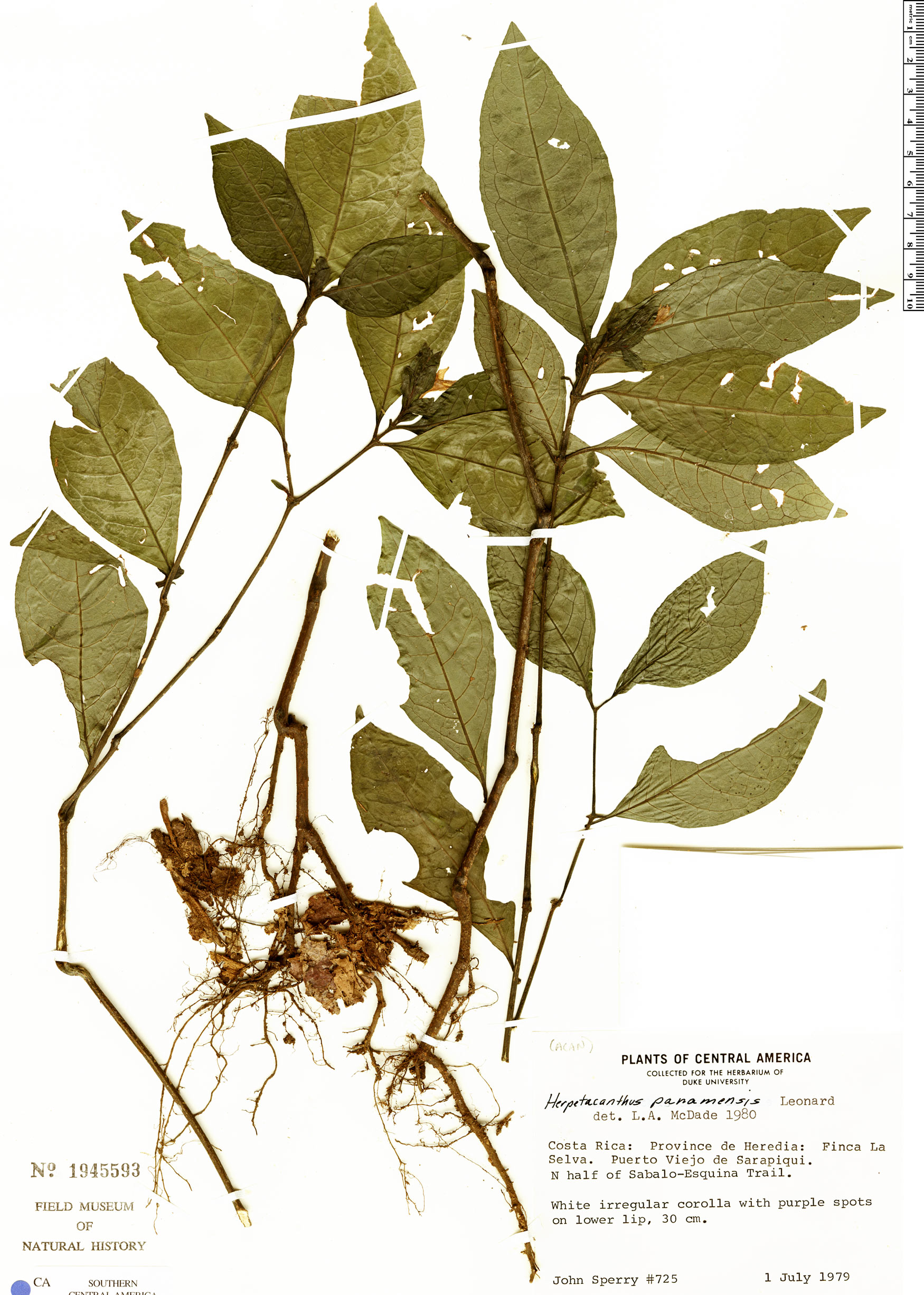 Herpetacanthus panamensis image