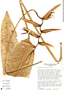 Heliconia marginata image