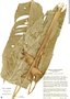 Heliconia umbrophila image