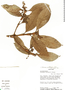 Hedyosmum goudotianum Solms, Costa Rica, M. H. Grayum 4603, F