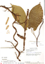 Aristolochia cornuta Mast., Peru, E. W. Davis 826, F