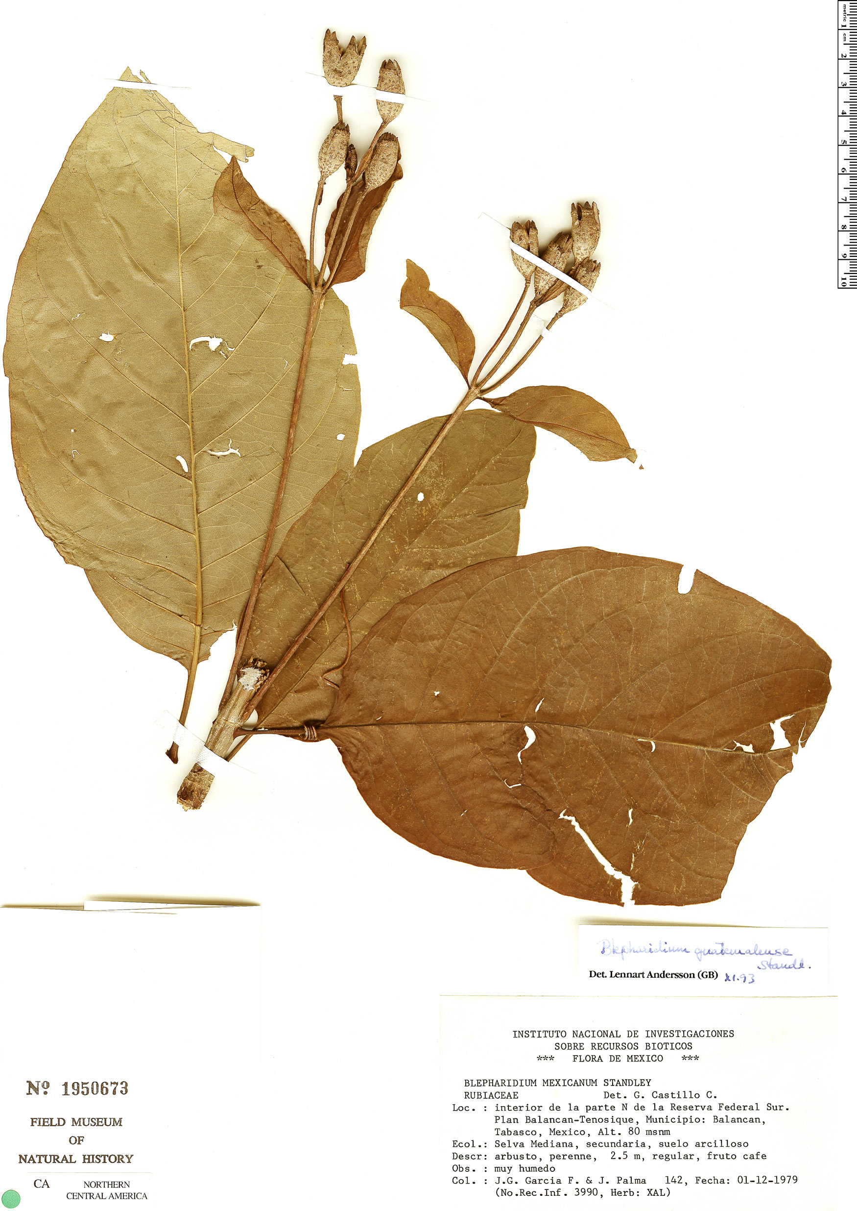 Blepharidium guatemalense image