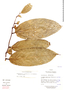 Eschweilera cf. coriacea (A. DC.) Mart. ex O. Berg, Ecuador, D. Irvine DI910, F