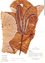 Cecropia marginalis Cuatrec., Ecuador, D. Irvine DI210, F