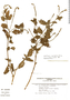Heliotropium angiospermum Murray, Peru, I. M. Sánchez Vega 3416, F