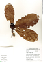 Duroia longiflora Ducke, Brazil, B. V. Rabelo 3195, F