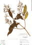 Palicourea padifolia (Roem. & Schult.) C. M. Taylor & Lorence, Guatemala, C. L. Lundell 20921, F