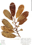 Osteophloeum platyspermum (Spruce ex A. DC.) Warb., Peru, G. S. Hartshorn 2682, F