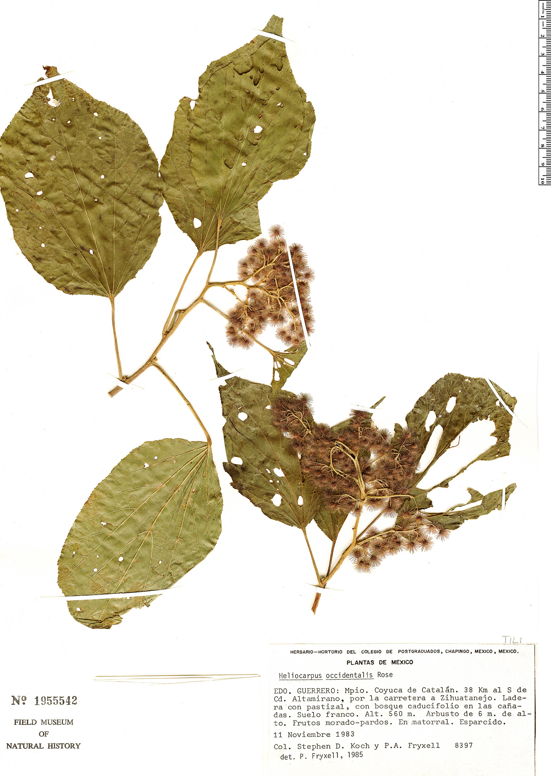 Heliocarpus occidentalis image