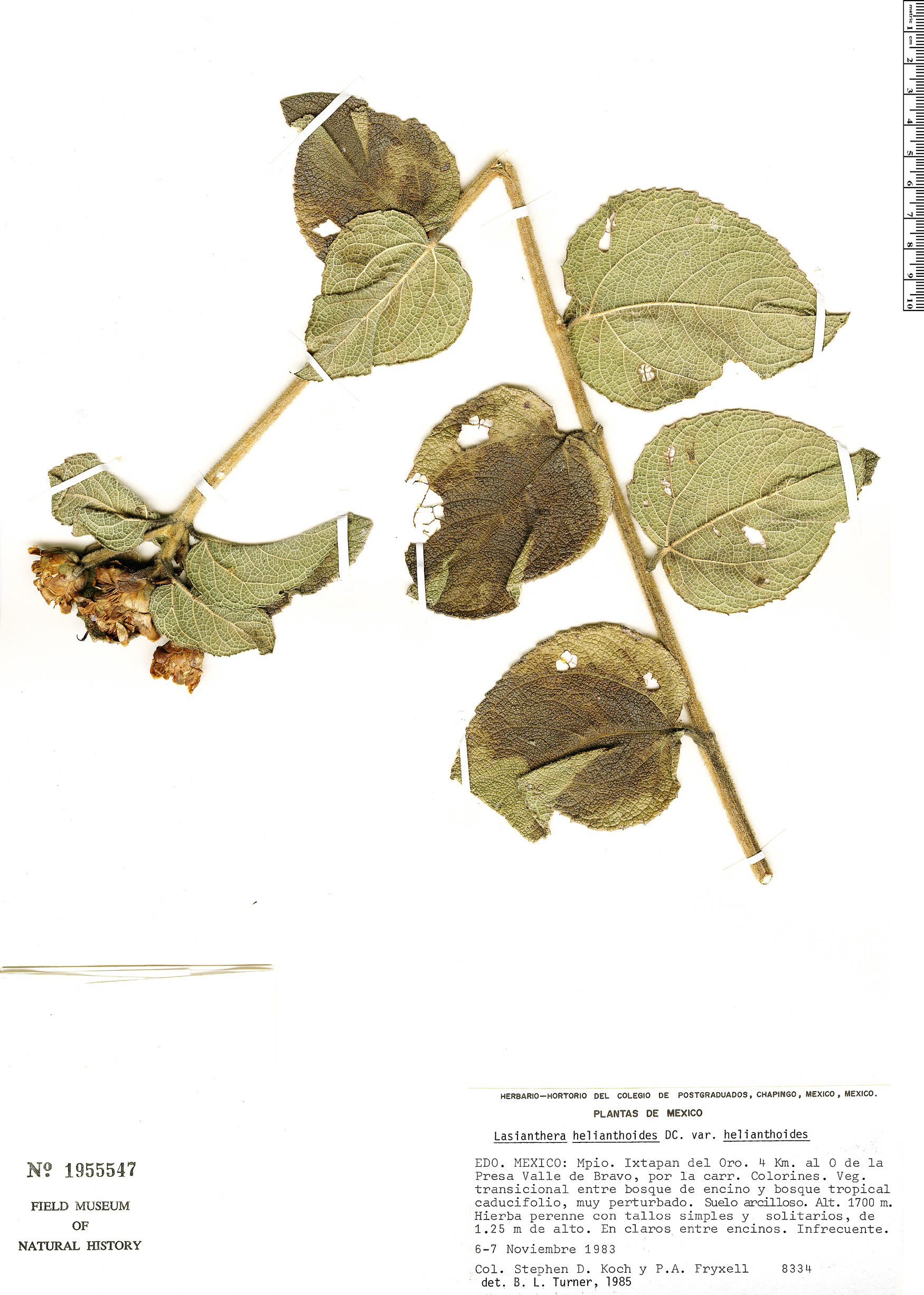 Lasianthaea helianthoides var. helianthoides image
