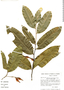 Swartzia auriculata Poepp., Brazil, I. L. Amaral 69, F