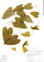 Dioscorea piperifolia Humb. & Bonpl. ex Willd., Peru, R. B. Foster 10668, F
