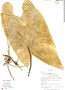 Anthurium breviscapum Kunth, Peru, R. B. Foster 10932, F