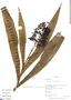 Xiphidium caeruleum Aubl., Peru, R. B. Foster 10092, F