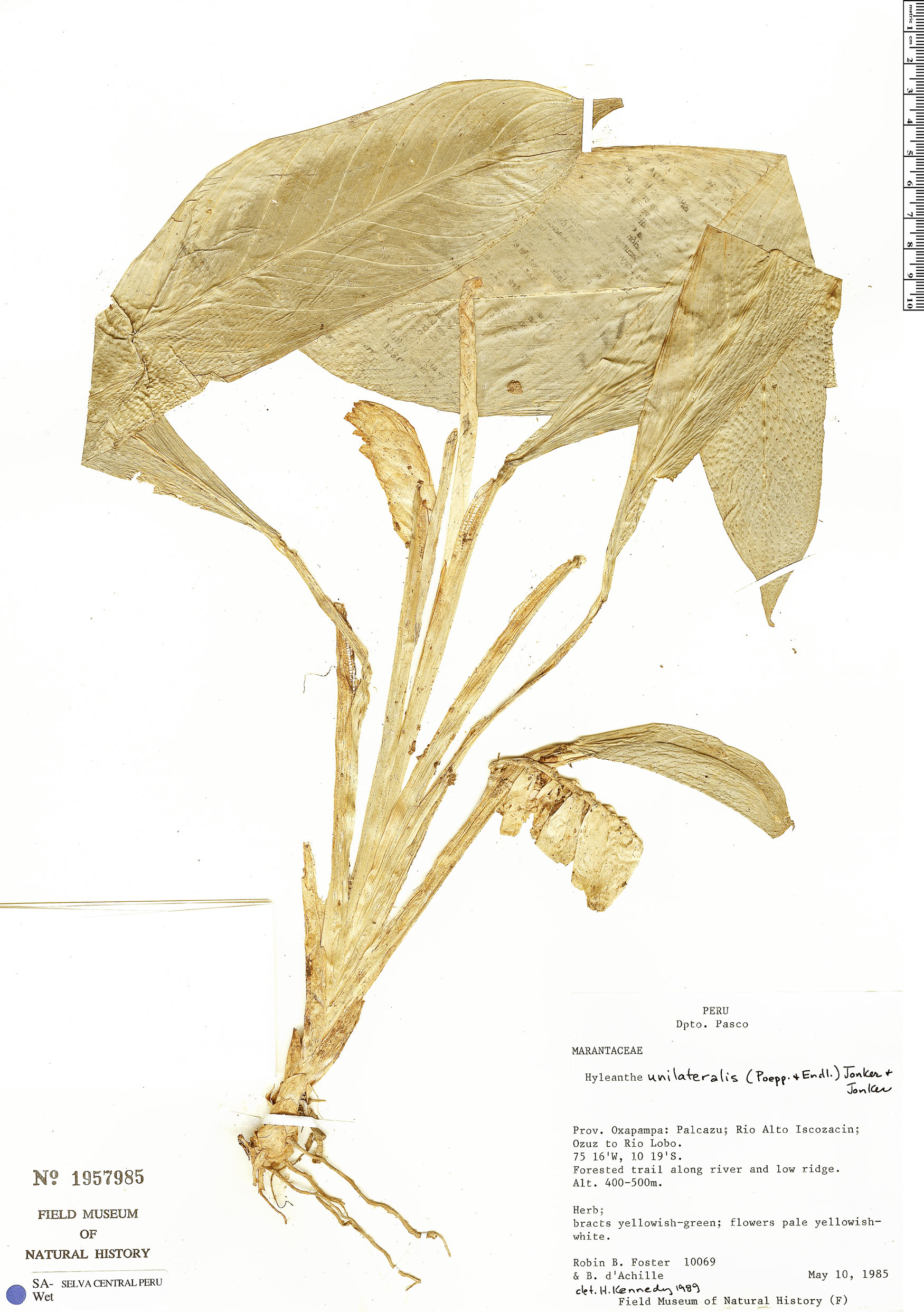 Espécimen: Hylaeanthe unilateralis