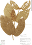Aegiphila cordata Poepp., Peru, R. B. Foster 10816, F