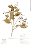 Myrcia guianensis (Aubl.) DC., Peru, R. B. Foster 10210, F