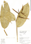 Heliconia apparicioi, Peru, R. B. Foster 10067, F
