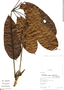Schefflera sprucei (Seem.) Harms, Peru, R. B. Foster 9963, F