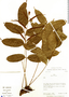Lomariopsis japurensis (Mart.) J. Sm., Peru, R. B. Foster 10756, F