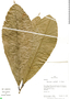 Sorocea pileata, Peru, R. B. Foster 11022, F