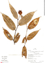 Cavendishia bracteata (Ruíz & Pav. ex J. St.-Hil.) Hoerold, Peru, R. B. Foster 10280, F
